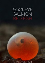 18 salmone rosso.jpg